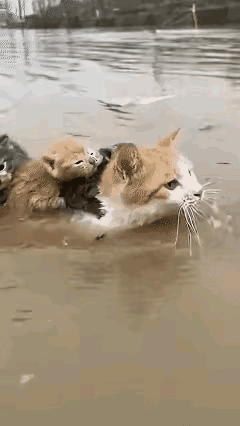 猫妈妈用行动诠释了母爱的伟大。洪水过后，一切都陷入了无序的灾难，猫妈妈驮着它的