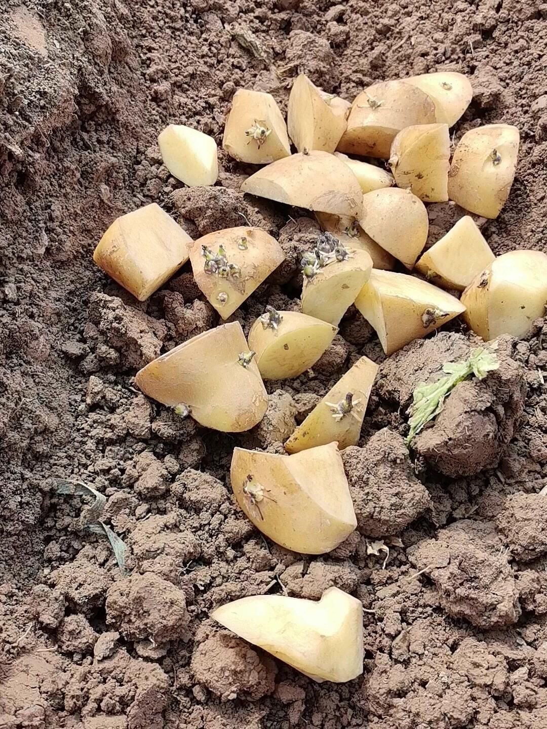 土豆种植方法｜攻略：首先是要选好种，🥔一定要挑选跟当地的气候和土质相符的土豆种