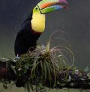 河南小伙在哥斯达黎加收获爱情、家庭和事业。河南小伙子马可与哥斯达黎加女孩索菲