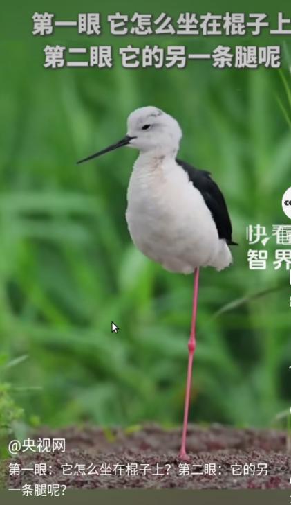 这只鸟坐在棍子上了？这是真功夫哦，这鸟类是千万年来练出来狠劲......