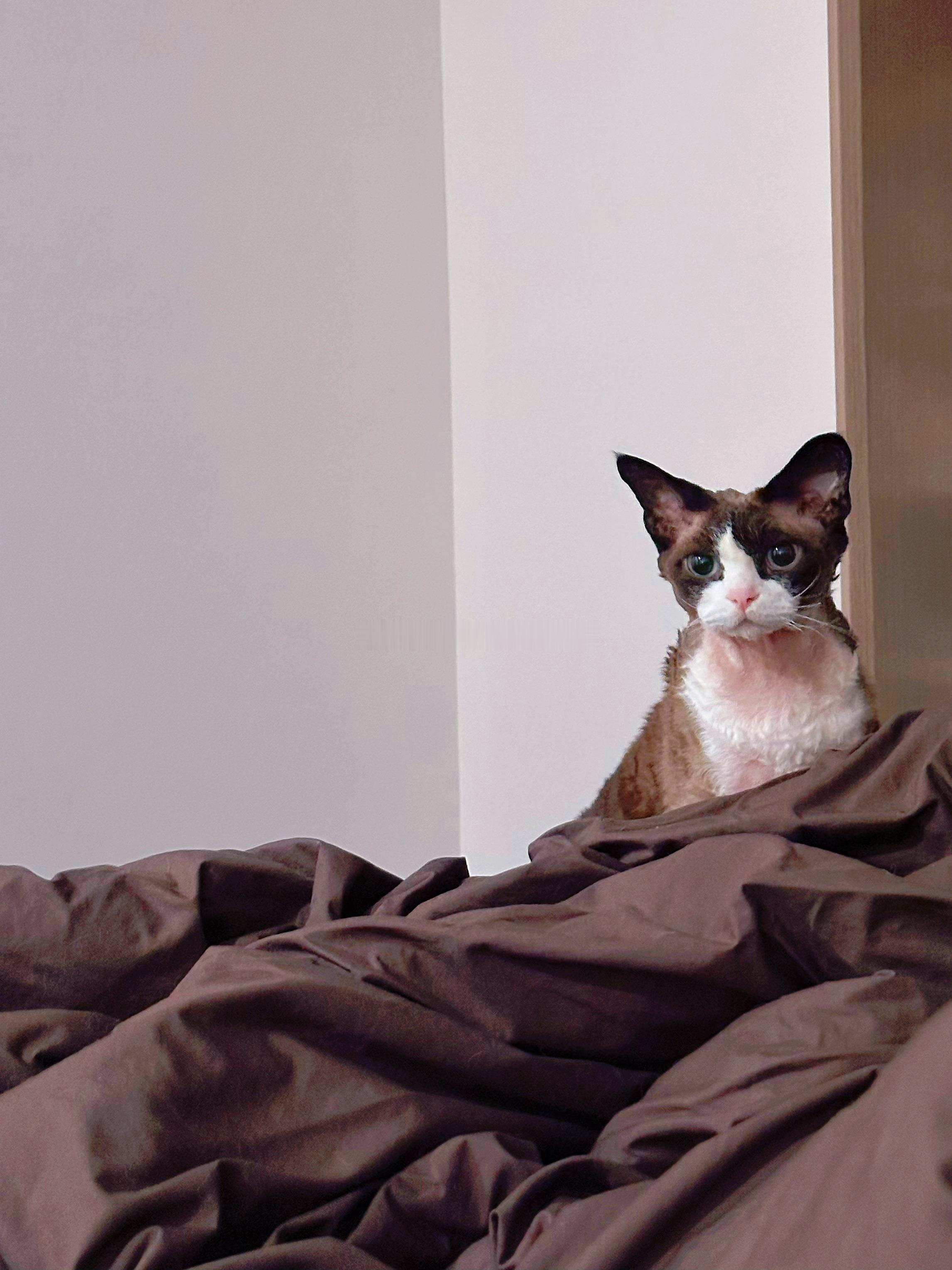 被子里长出了猫猫菇​​​