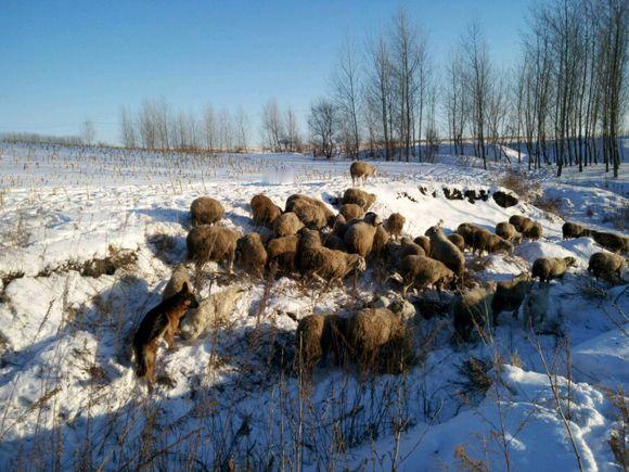 最近内蒙古锡林浩特的一则招聘火了，月薪1.6万招放羊工，包吃住配Wi-Fi