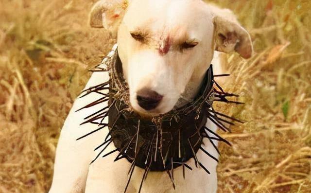一位藏区的牧民告诉我，90%的人不知道，在牧羊犬脖子上套上防狼项圈，狼群就不敢招
