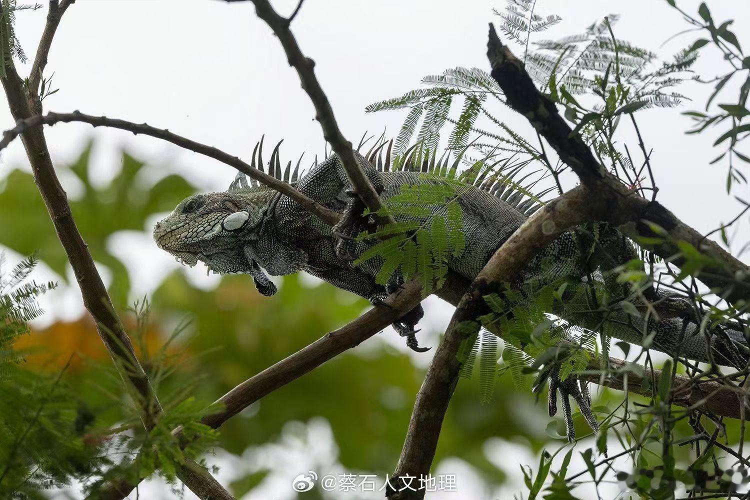 多彩亚马逊亚马逊雨林树冠中的一只绿鬣蜥（GreenIguana），属于爬行纲