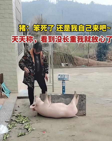 主人给自家养的猪称体重，在小型电子磅秤上铺上一块木板。猪给放上木板上，还没开始称