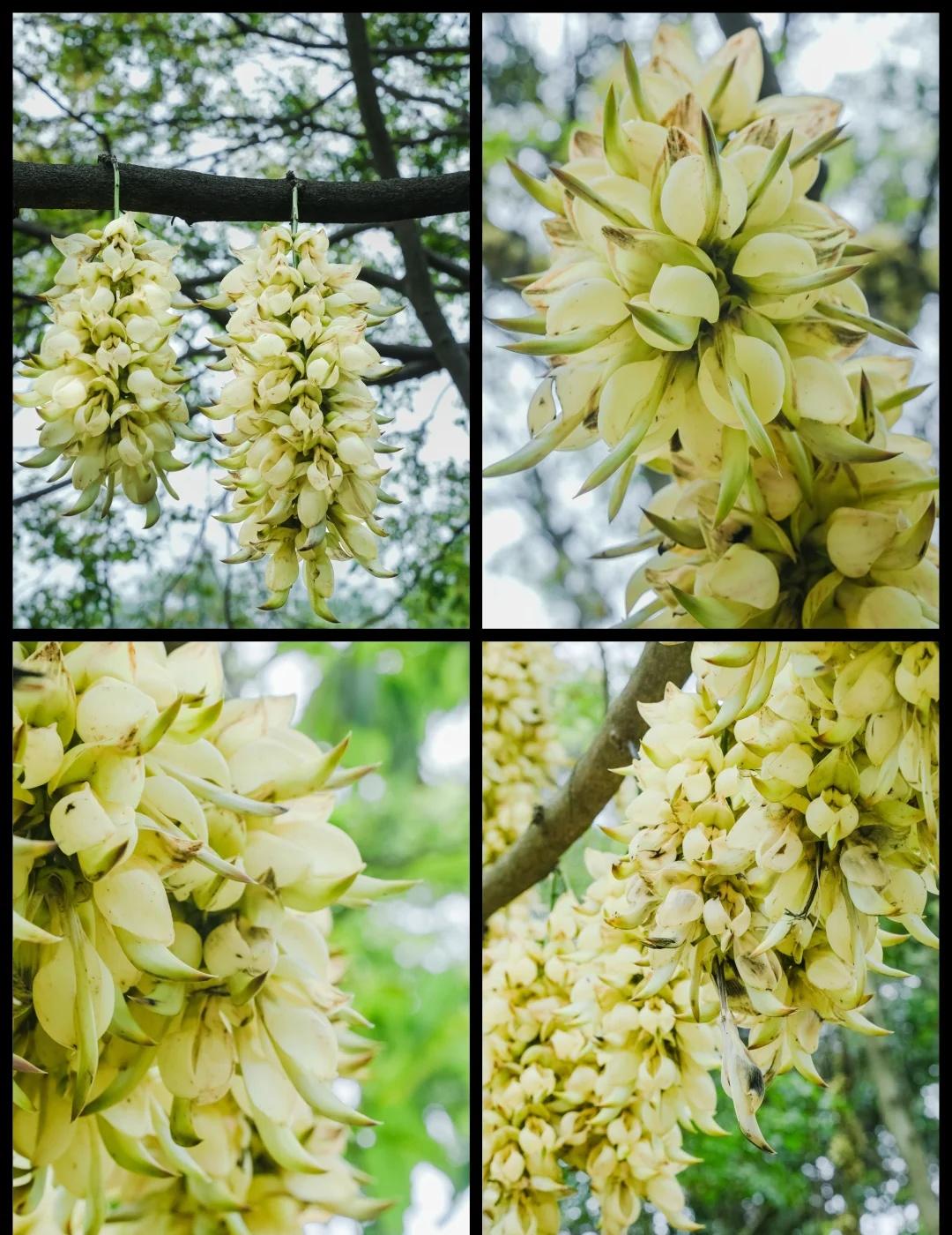 深圳春日顶流🔥禾雀花真的会飞！谁懂啊！深圳三月的隐藏花王居然是它，禾雀花瀑