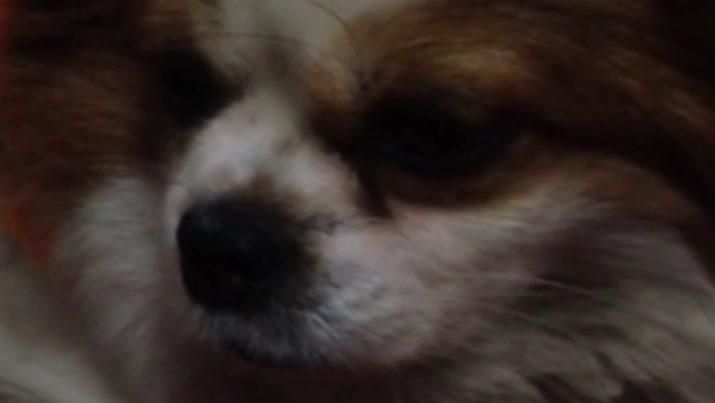 狗为啥会吃甘蔗 973574717284933424.jpg?id=0