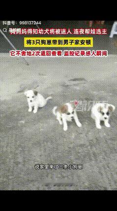 “解释不清了！”广东一男子家狗子生了四只小狗，顺口对狗子说了一句：“这太多了，送