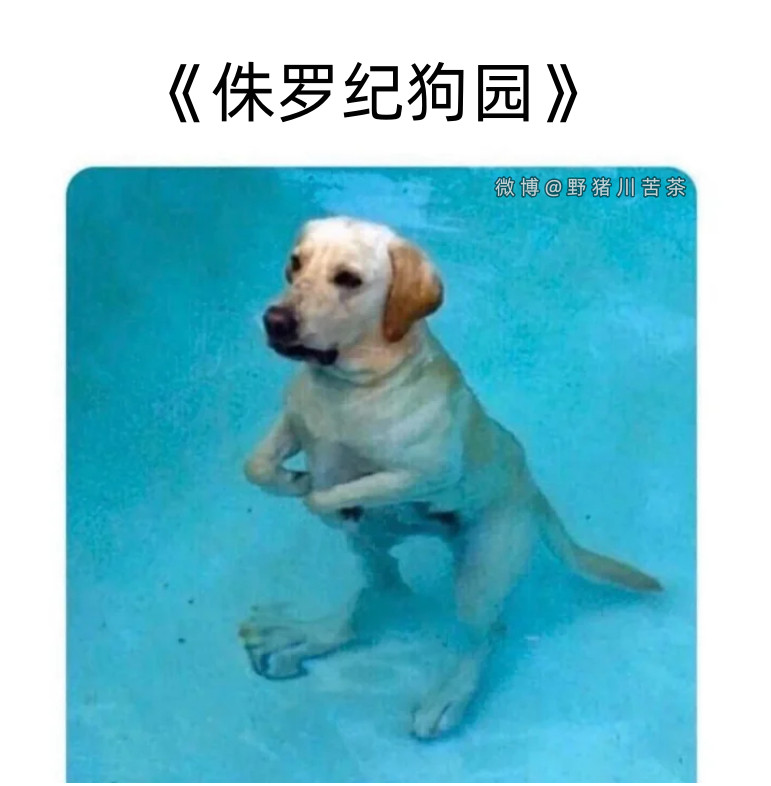 这是什么恐龙🦕？