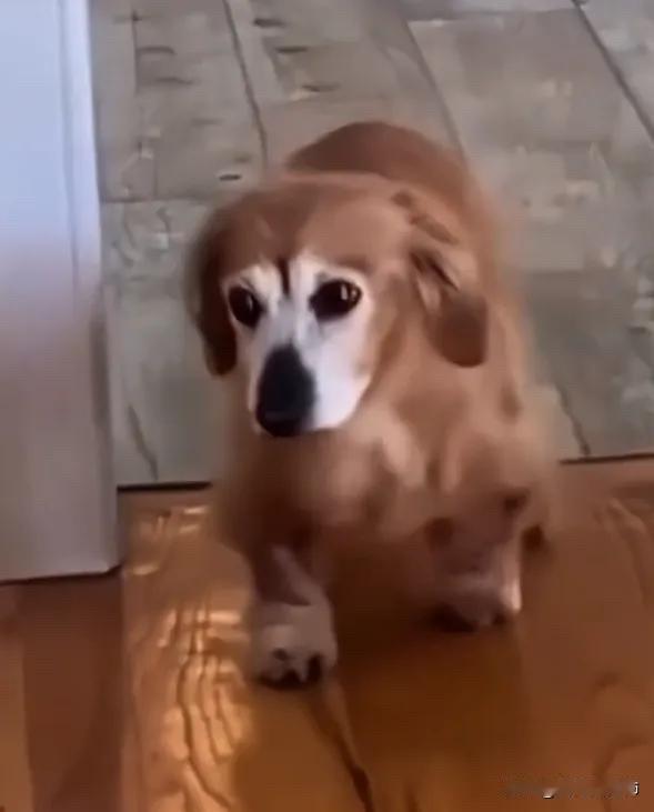 全网都看哭了。图中的这只狗狗如今已经20岁，20岁的它连走路都非常困难。然而这一