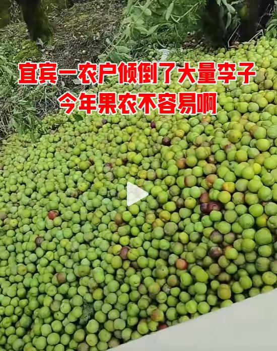 今年宜宾水果李子是重灾区，因为天气因素，口感不好，而且因前几年遍地种植，今年丰产