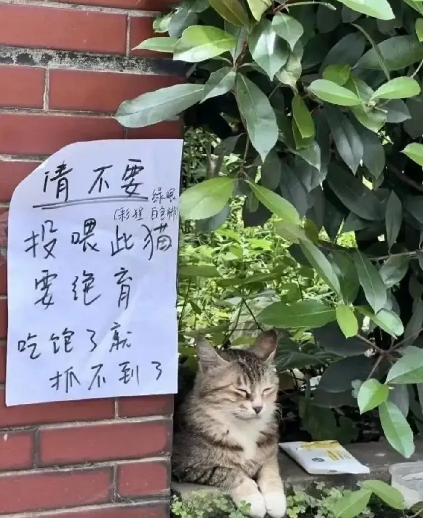 猫猫吃了没文化的亏