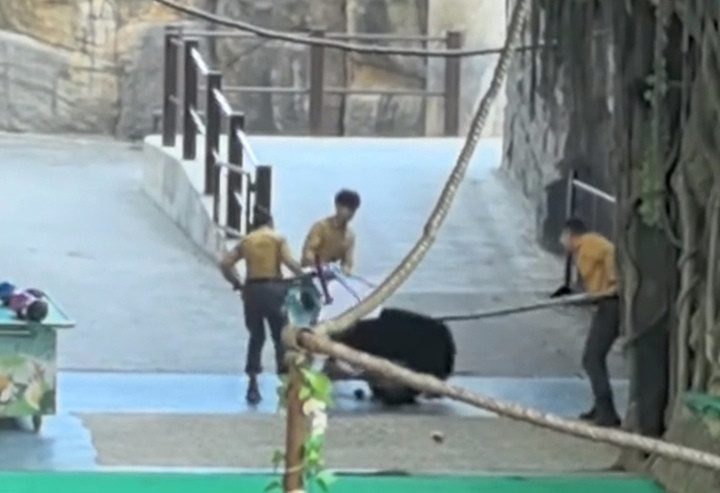 杭州野生动物园黑熊表演时突然袭击饲养员? 园方: 争抢饲养食物, 节目已暂停