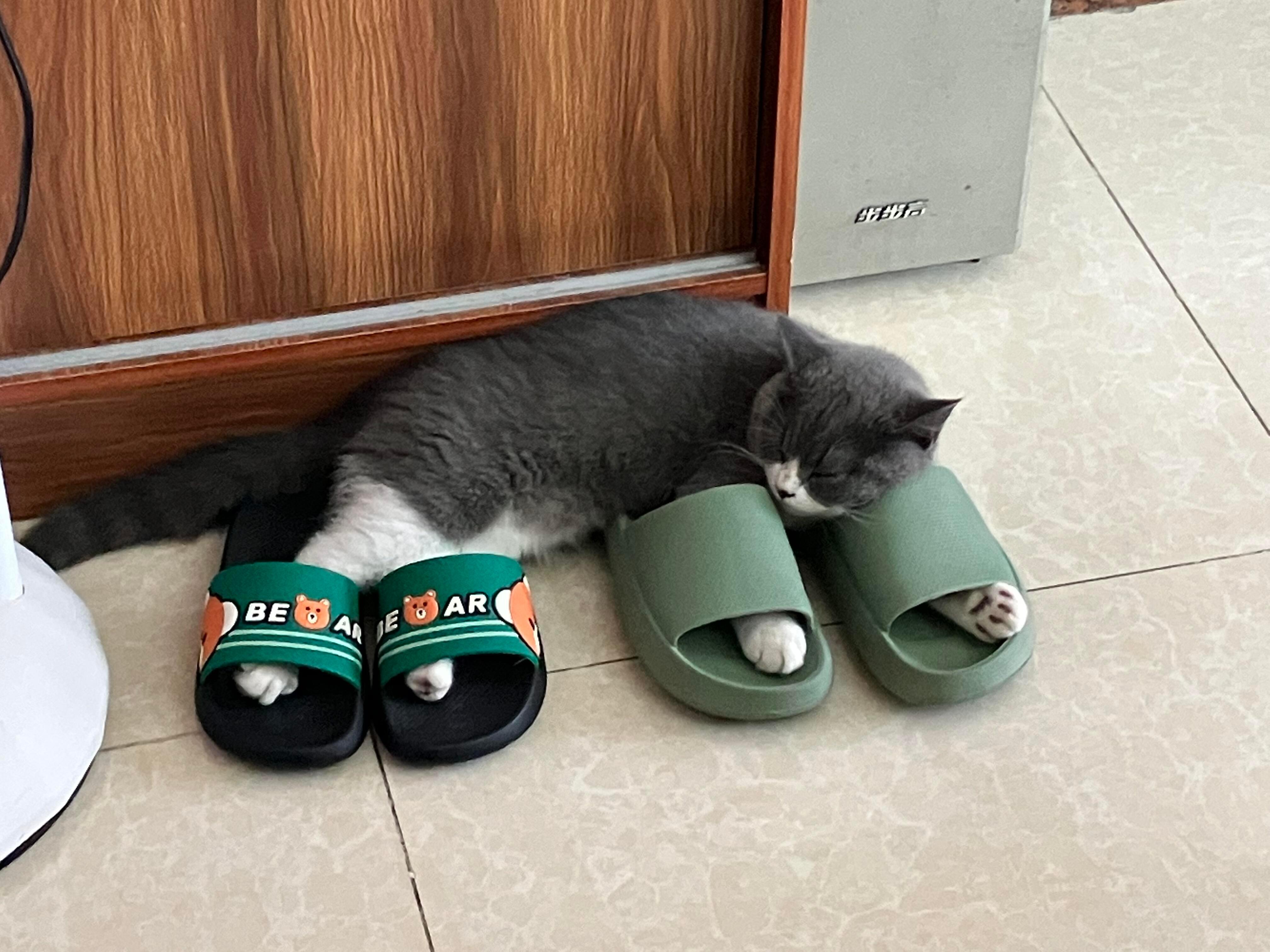 猫猫也爱穿广东拖​​​