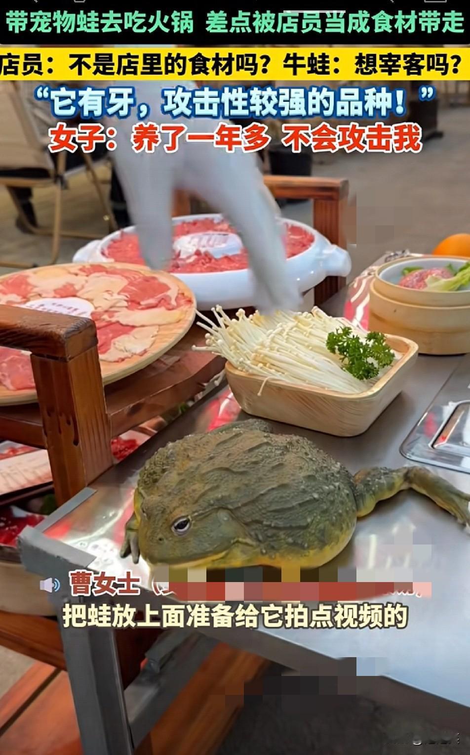 安徽滁州的曹女士带养了一年多的宠物蛙(非洲牛蛙,有牙攻击性强)去吃火锅