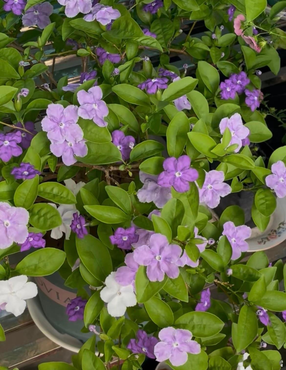 它叫鸳鸯茉莉。但别被名字骗了。真茉莉：木犀科，白花清甜，做花茶那种。鸳鸯茉莉：茄科，和茄子、辣椒、番