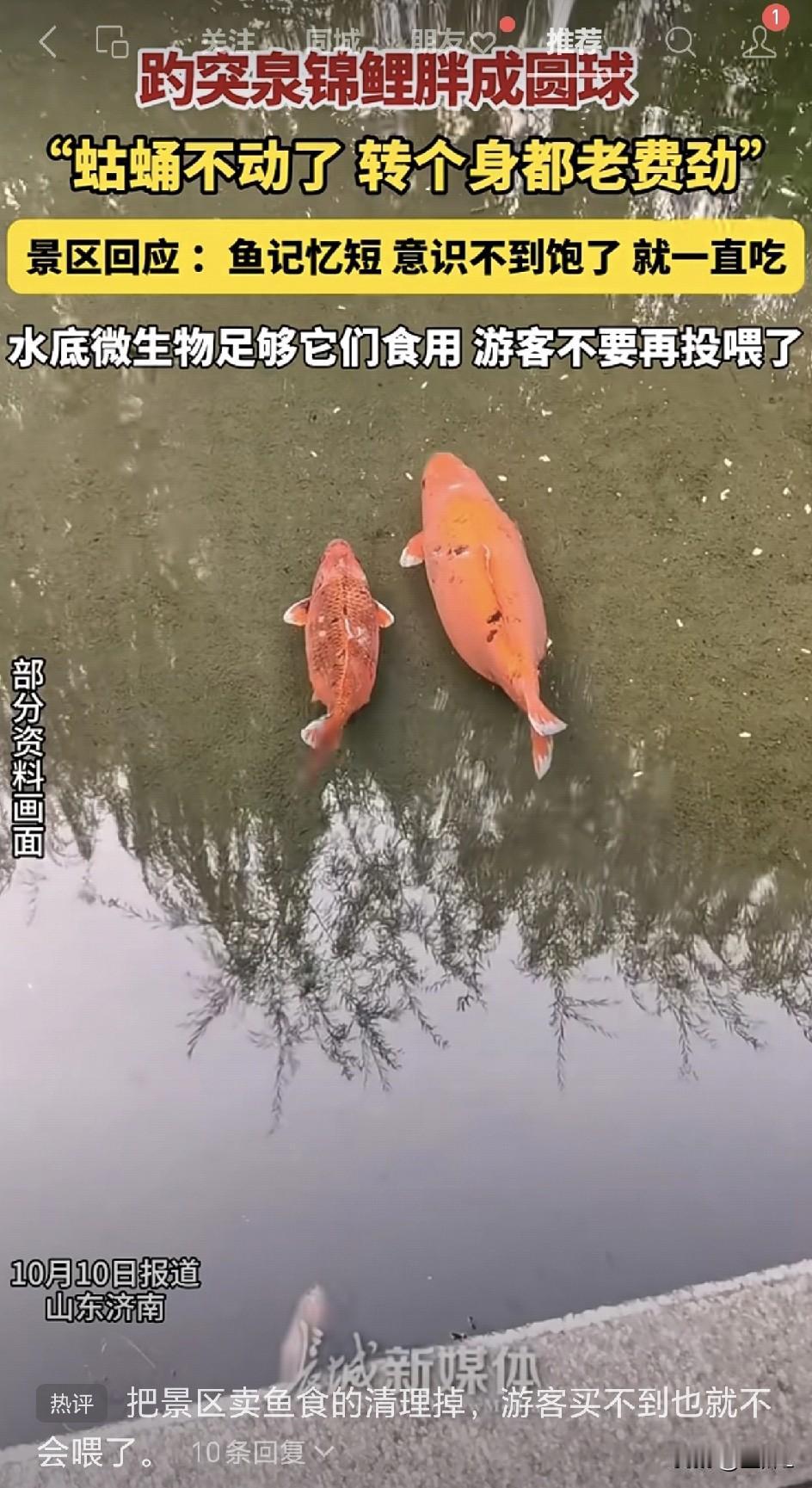趵突泉锦鲤胖成球，景区挂出最耿直警告：“再喂就嘎了”！网友：这大概是史上最幸福的