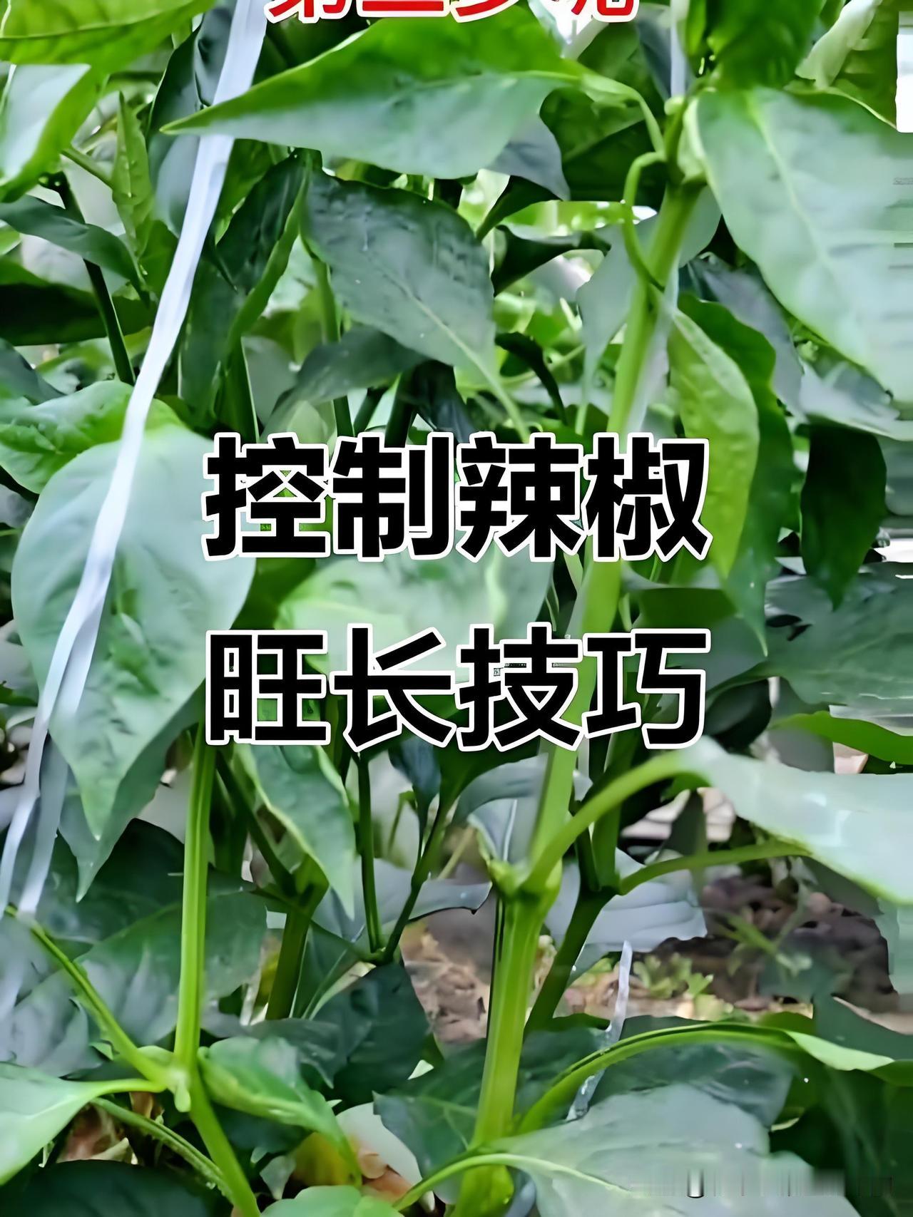 小菜园辣椒旺长别发愁！看懂表现、一招学会控旺种辣椒最怕秧子疯长不结果，很多