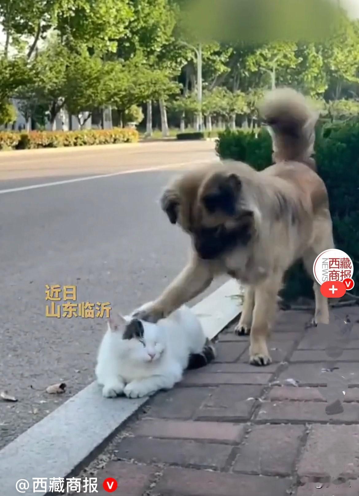 哈哈，狗狗也好色……近日，山东临沂李女士在校园里骑车闲逛，忽然发现路边有一只