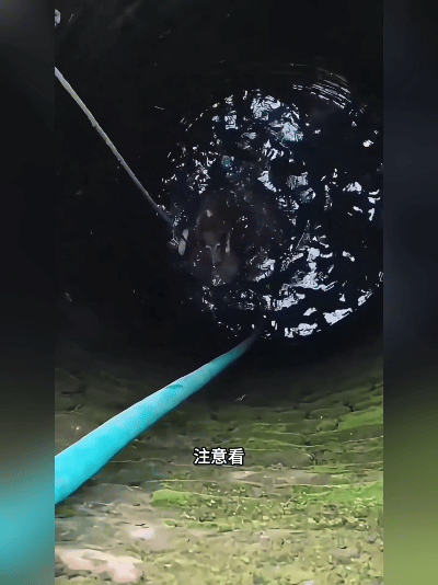 太惊险！大黄不慎掉进深井，眼看处境危险命悬一线，主人两次出手救援，狗子绝境想出自
