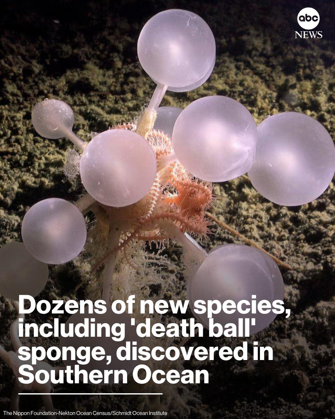 南大洋深处惊现30种新物种：食肉“死亡球”海绵成焦点在地球最偏远的角落之一—