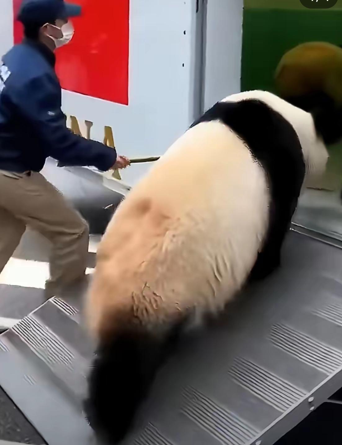 可爱的旅日国宝大熊猫晓晓和蕾蕾，于1月27日离开日本回国!​尽管