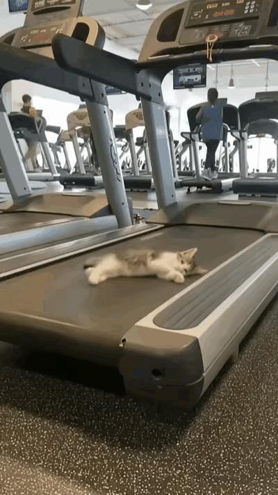 带着我家的猫咪去健身房，一眼没看见这家伙在跑步机上玩起了滑滑梯。第一次掉下还有点