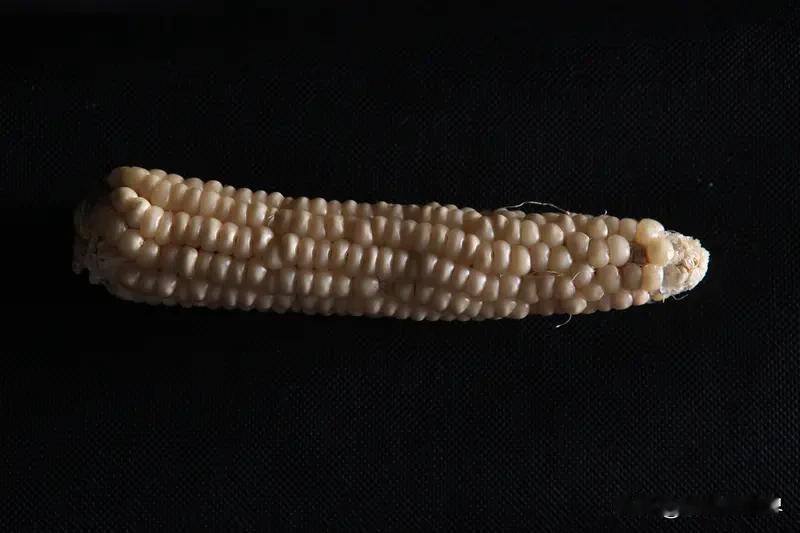 玉米这玩意儿，各地叫法可太有意思啦。在东北、新疆，大家都喊它“苞米”，感觉这名字