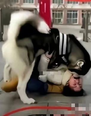 这事儿真是绝了，女的被狗咬住嘴，满嘴是血还喊“儿子，我是你妈”！事情还发生在学校