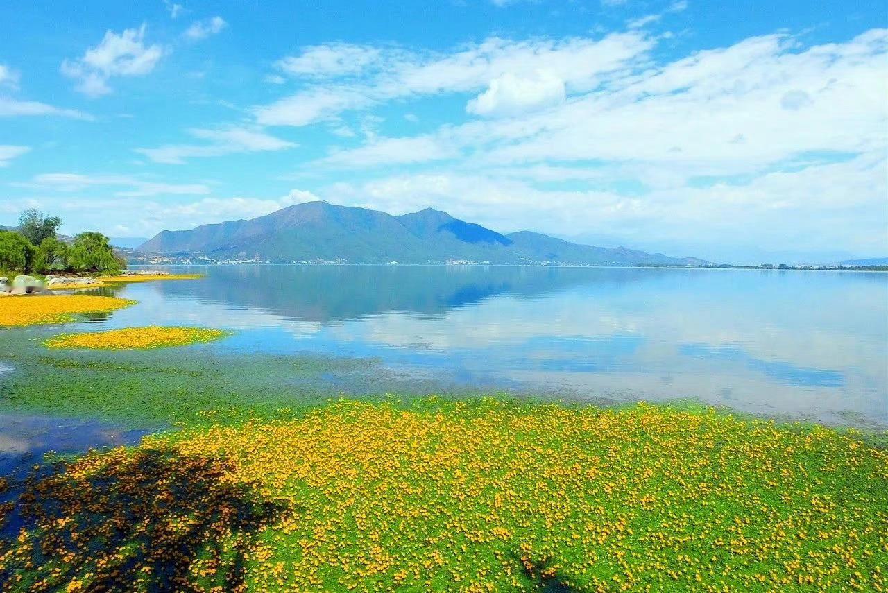 四川邛海，夏日一朵朵荇菜花散落水上，从5月一直开到10月，美得像一幅幅油画。