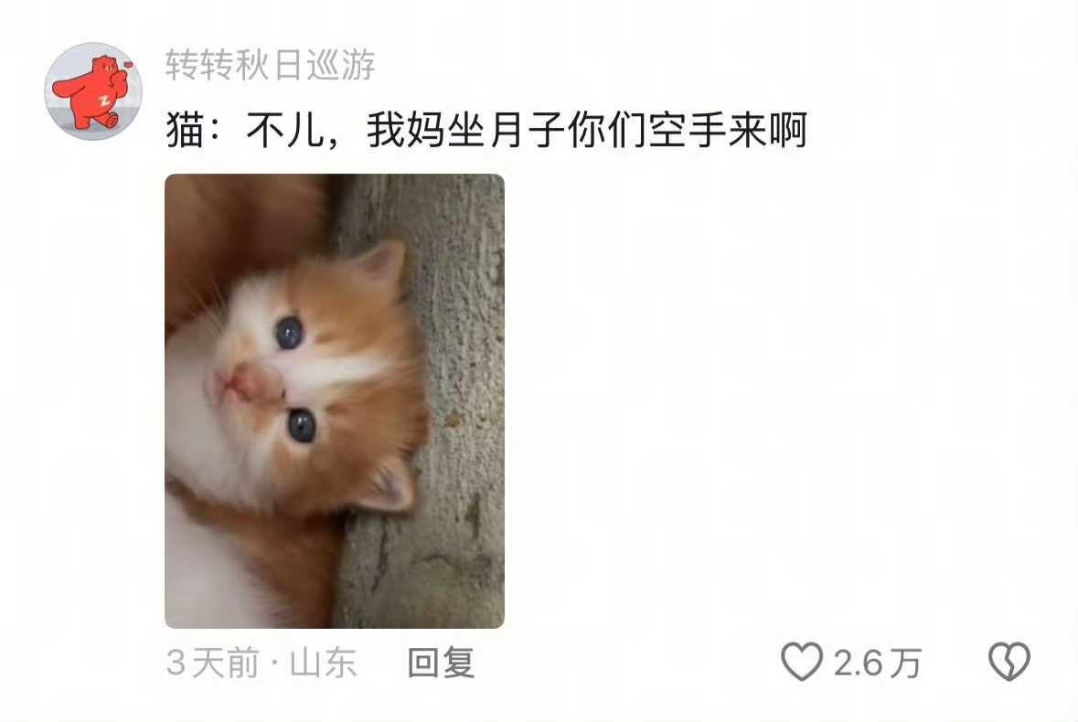 学校里的小猫生崽崽啦小猫崽太萌了​​​