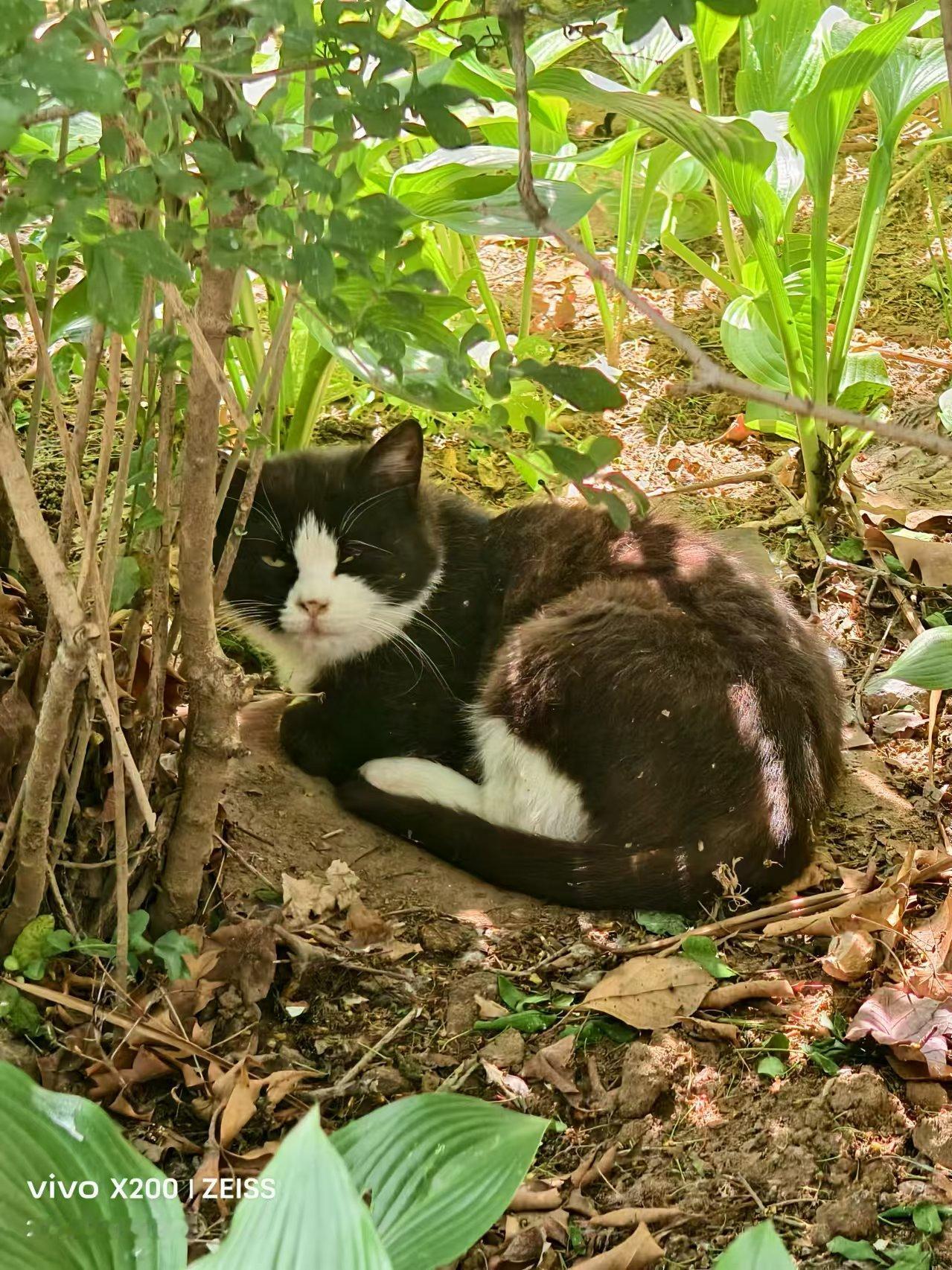 我去年喂养的流浪猫宝宝长大了，外形和它爸（右边那只）一模一样…