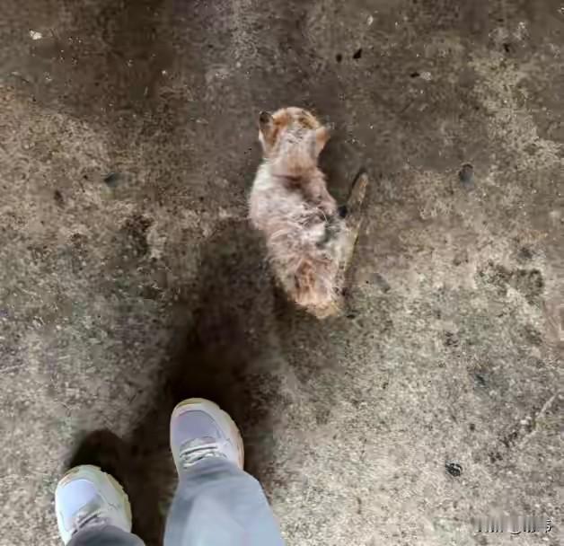 一位小姐姐在下班回家的路上，看到一只可怜的流浪小猫蹲在路边，它的情况实在太遭了，