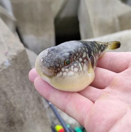 悲剧还是发生了！近日，辽宁大连，一男子在海边钓鱼时，钓上来不少河豚，他知道这种鱼