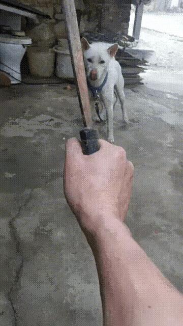 狗子：你有本事就杀了我！来，有种坎我脖子啊！