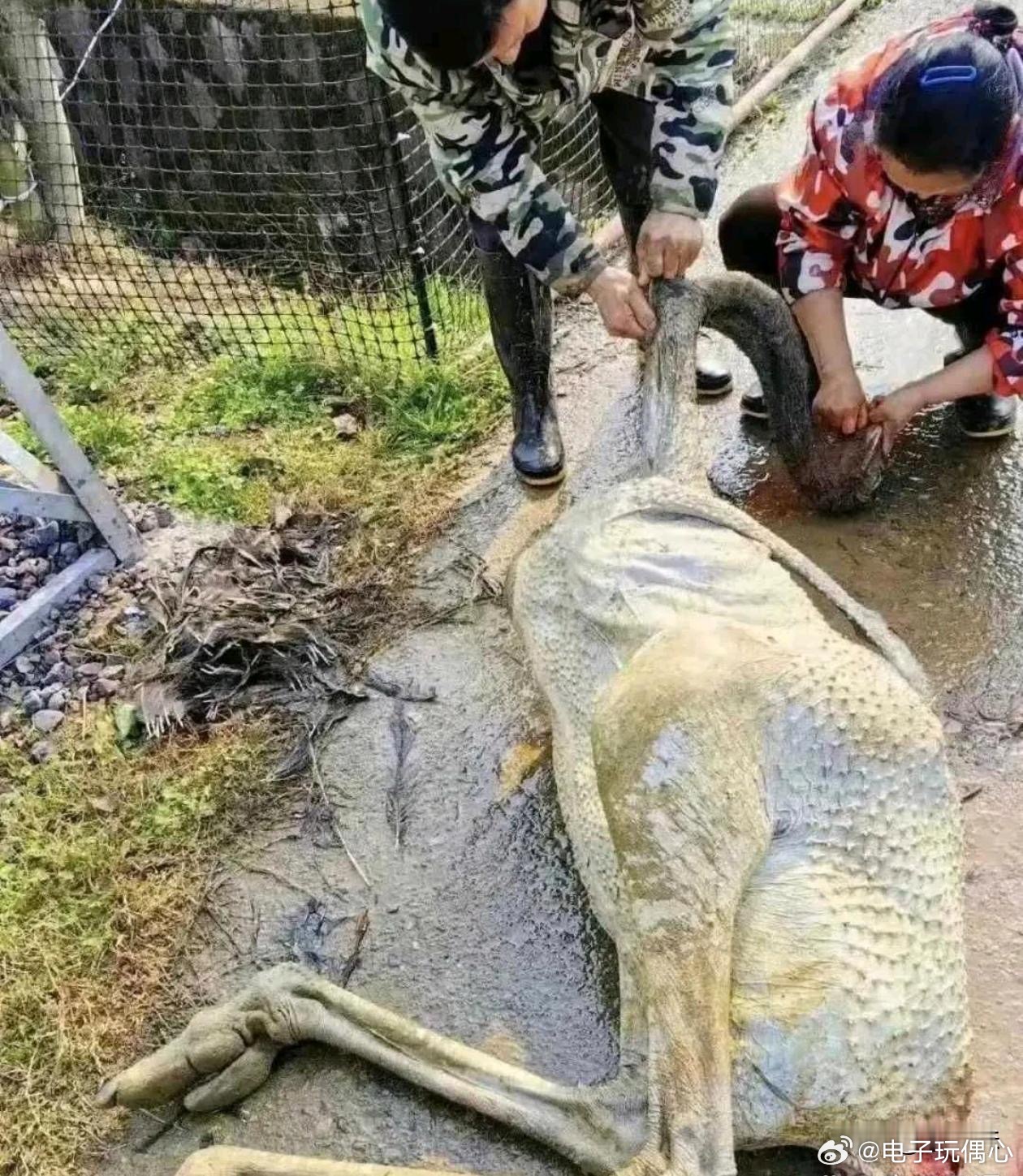 这么大一只，这个真的好吃吗？