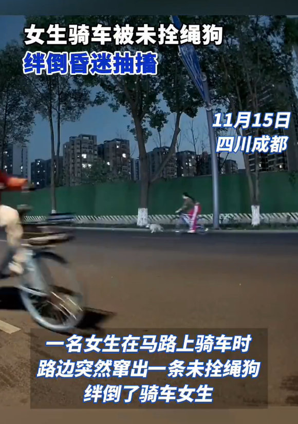 【揪心！】11月15日，四川成都，一名女生在马路上骑车时，路边突然窜出一条未拴