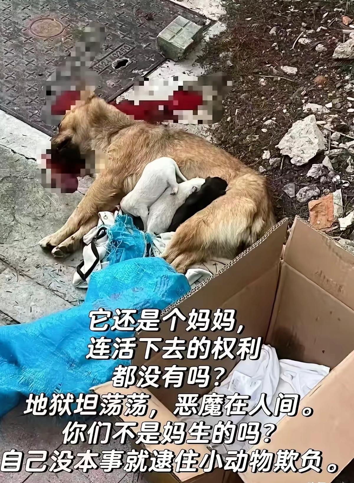 看到这一幕真的太揪心了，寒风里流浪的狗妈妈只想给孩子讨一口吃的，却遇上了把坏情绪