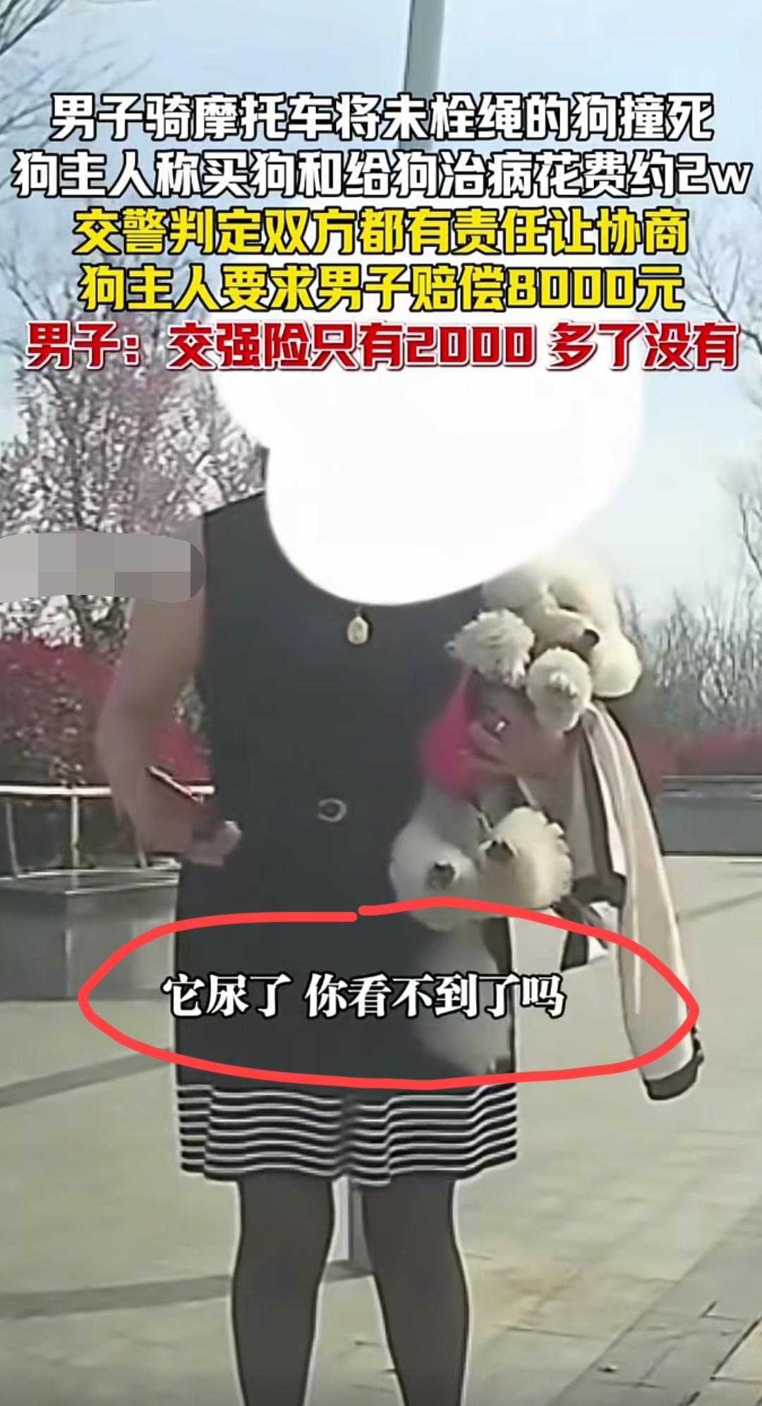 “撞上一条没有拴绳的小狗，要不要赔钱”？这个话题，在网上引起热议！近日，陕西。