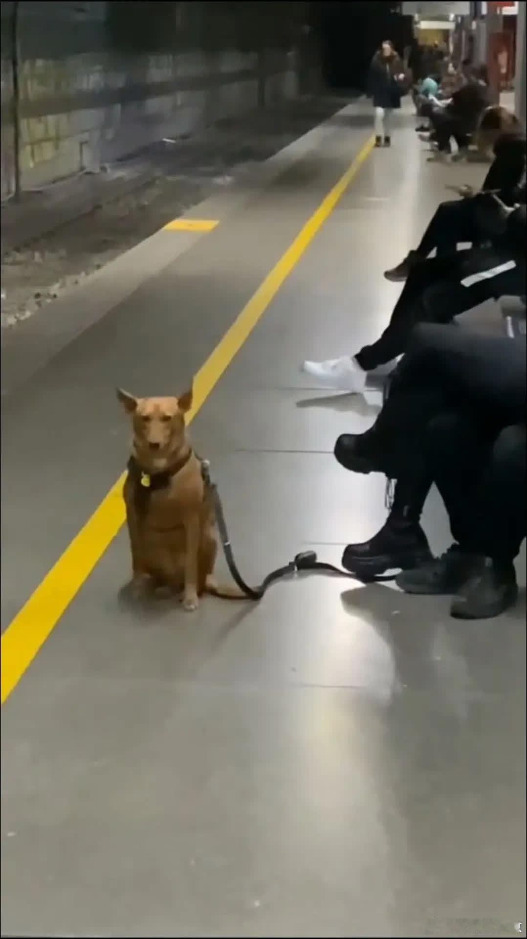 狗：别啃了，我都尴尬成狗了萌宠宠物