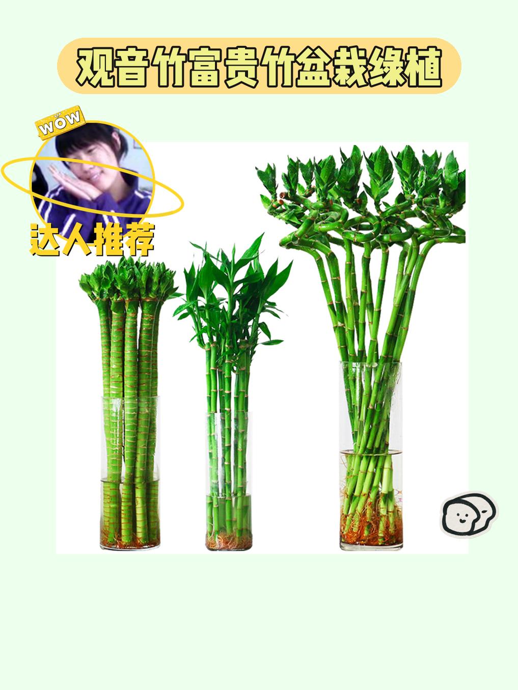 🐉迎福高竹，家居吉祥！我的新宠竹！观音竹富贵竹盆栽绿植，龙竹文昌竹4支带根