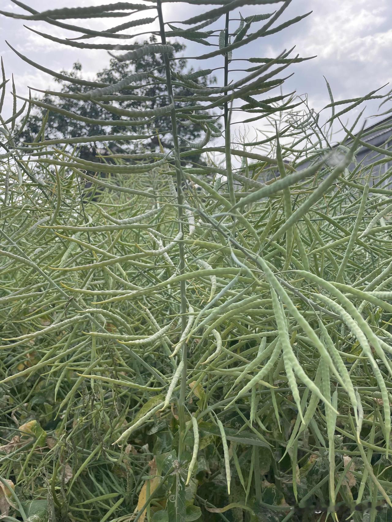 朋友们有不认识图一的吗？图一我女儿问我是辣椒吗？三十岁的人了竟然不认识油菜。