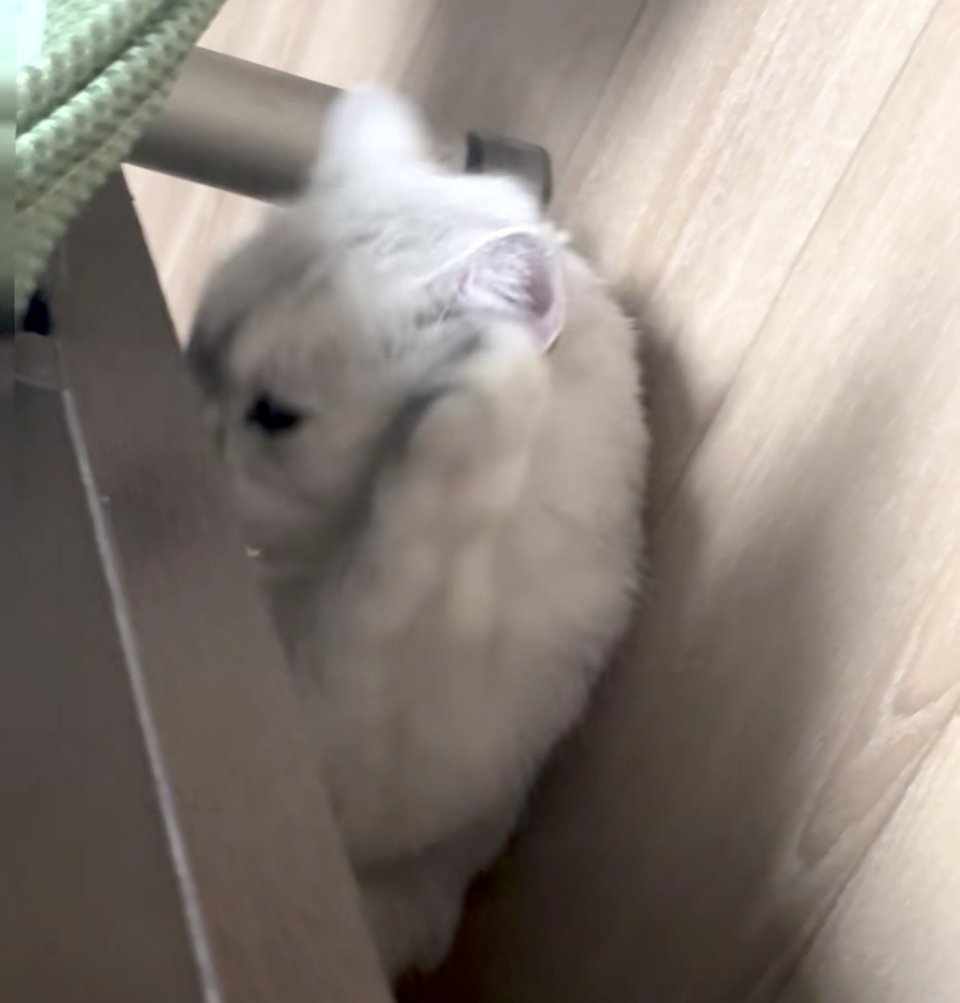 没跳好，磕到头了，猫猫有点小尴尬