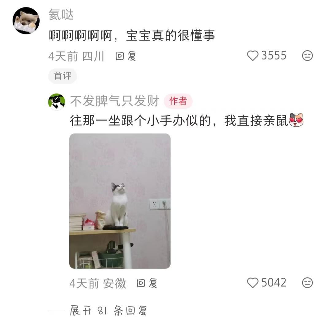 有时候感觉猫能听懂人说话