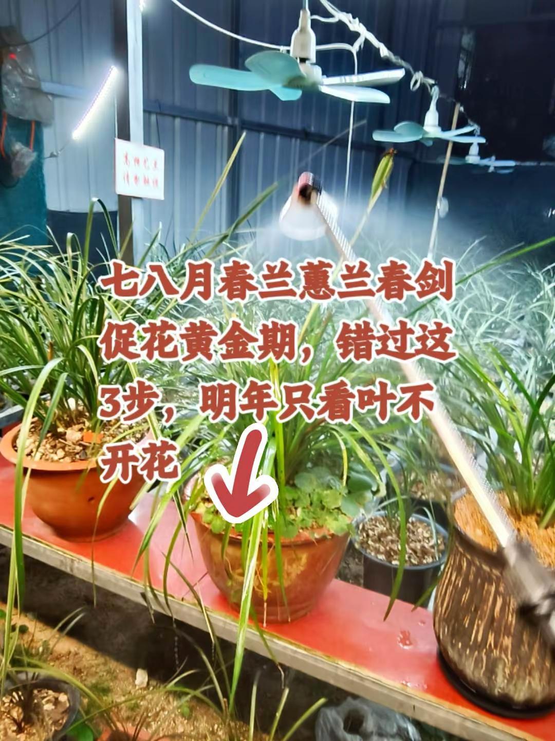 兰花为什么不开花？除了平时多光照。错过这3步，来年只看叶不开花。🔥7月中旬到8