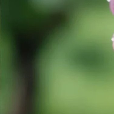 0000种植🍇种植文案阳光葡萄的种植方法1.建园与定植：选排水好、pH值6.