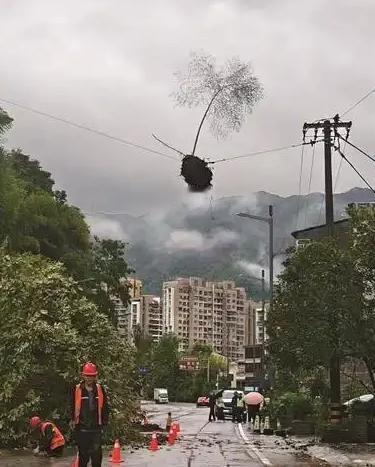 真是活久见！浙江，暴雨过后竟出现神奇一幕：一根高十多米的毛竹，连根带泥，稳稳地“