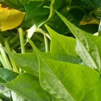 种植🍃番薯叶种植方法一、种植时间番薯种植需要温暖的环境，可以选在春季3-4月