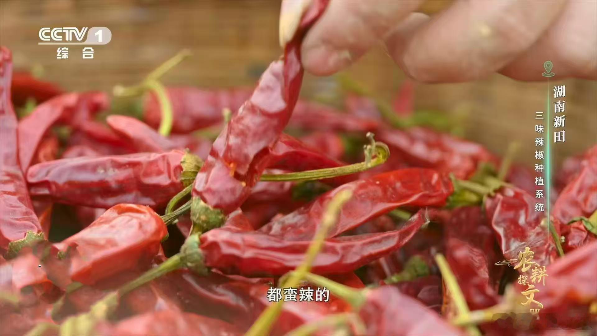 第一次听说用田螺种辣椒的时候，我还以为是开玩笑。直到亲眼看到，才明白这是湖南人多