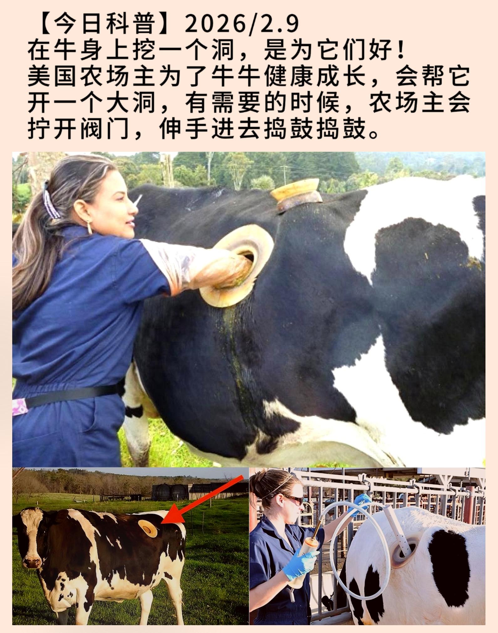 在牛身上挖一个洞，是为它们好 ！ 美国农场主为了牛牛健康成长，会帮它开...